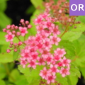 spiraea bumalda antony waterer arbusto da fiore