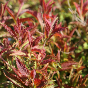 spiraea bumalda crispa 03