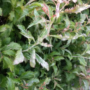 spiraea bumalda crispa 04