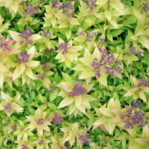 spiraea bumalda goldflame 01