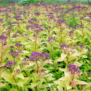 spiraea bumalda goldflame 03