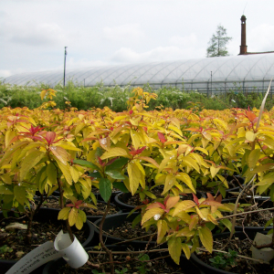 spiraea bumalda goldflame 04