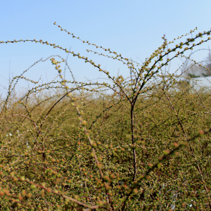 spiraea cinerea grefsheim 01