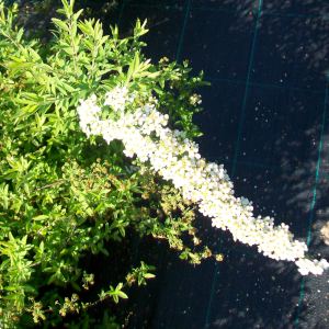 "spiraea