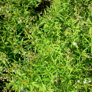 spiraea cinerea grefsheim 03