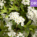 Spiraea cinerea grefsheim 