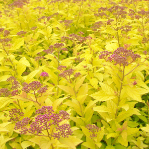 spiraea japonica goldmound arbusto da fiore