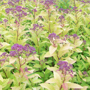 spiraea japonica goldmound arbusto da fiore