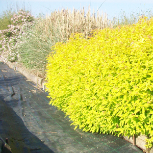 spiraea japonica goldmound arbusto da fiore