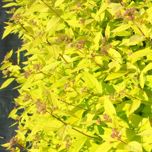 spiraea japonica goldmound arbusto da fiore