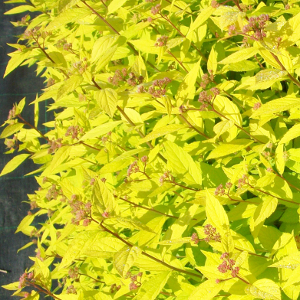 spiraea japonica goldmound arbusto da fiore