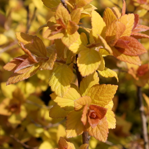 spiraea japonica goldmound arbusto da fiore