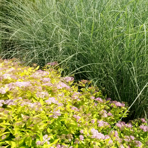 spiraea japonica goldmound arbusto da fiore