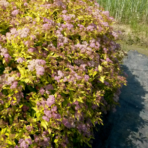 spiraea japonica goldmound arbusto da fiore