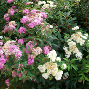 spiraea japonica shirobana arbusto da fiore