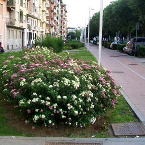 spiraea japonica shirobana arbusto da fiore