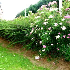spiraea japonica shirobana arbusto da fiore