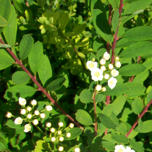 spiraea japonica snowmound arbusto da fiore