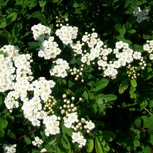 spiraea japonica snowmound arbusto da fiore