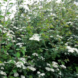 spiraea vanhouttei cascade blanche 02