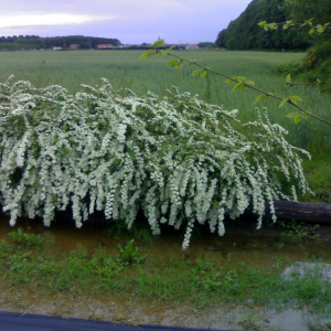 spiraea vanhouttei cascade blanche 03