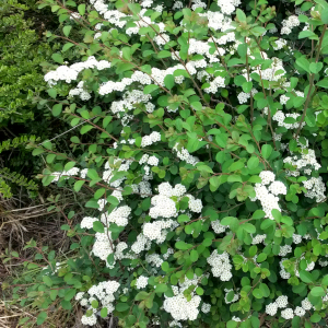 spiraea vanhouttei cascade blanche 04