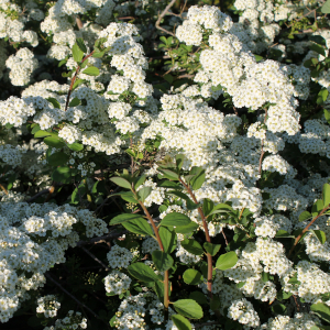 spiraea vanhouttei cascade blanche 05