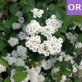 Spiraea-vanhouttei-cascade-blanche-04spiraea-vanhouttei-cascade-blanche