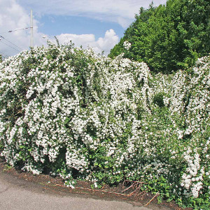 POR spiraea vanhouttei 01