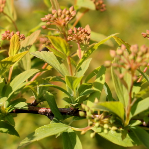 POR spiraea vanhouttei 09