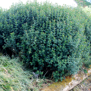 spiraea bullata nana crispifolia 01