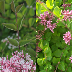 POR syringa meyeri palibin 01