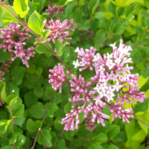 POR syringa meyeri palibin 02