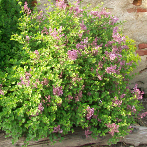 POR syringa meyeri palibin 03
