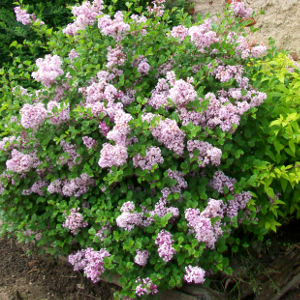 POR syringa meyeri palibin 04