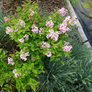 POR syringa microphylla superba 01