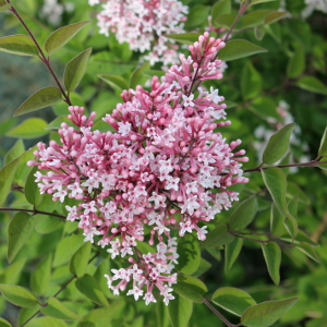 POR syringa microphylla superba 02