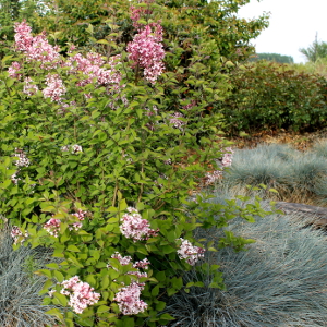 POR syringa microphylla superba 03