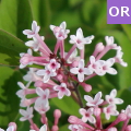 Syringa microphylla superba