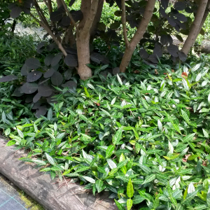 trachelospermum asiaticum 02