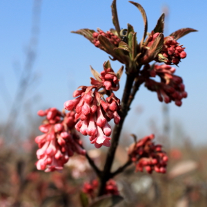 POR viburnum bodnantense dawn 01