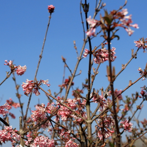 POR viburnum bodnantense dawn 02