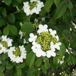 POR viburnum plicatum watanabe 01
