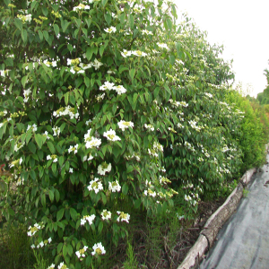 POR viburnum plicatum watanabe 02