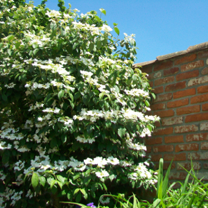 POR viburnum plicatum watanabe 03
