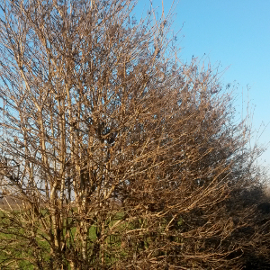 POR viburnum plicatum watanabe 04