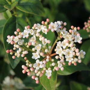 viburnum tinus 01