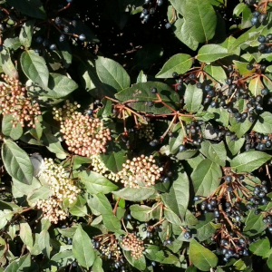 viburnum tinus 02