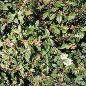 viburnum tinus 03