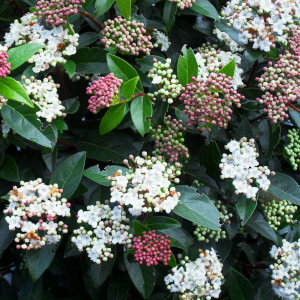 viburnum tinus 04